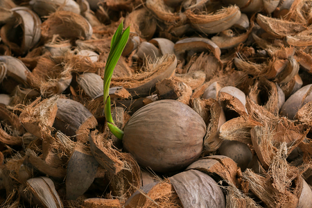 Coconut treeの写真素材