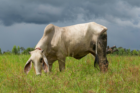 Cow in the pastureの写真素材