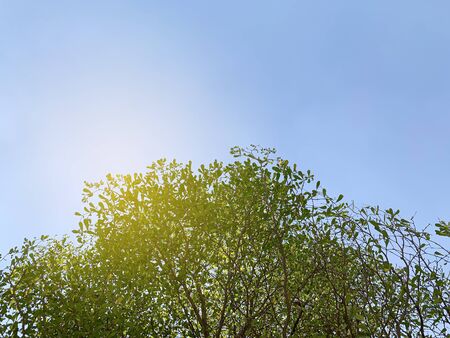 Bottom view of tree and Blue sky in background, with the Sunの写真素材