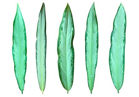 Aglaonema leave isolate on white backgroundの写真素材