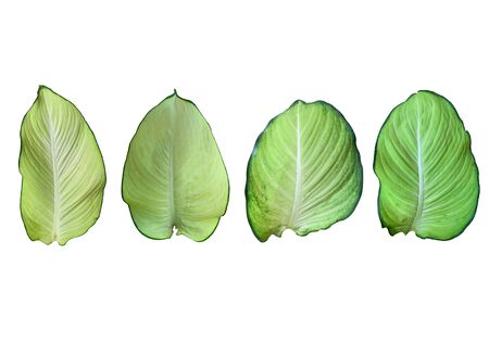 Dieffenbachia leave isolate on white backgroundの写真素材