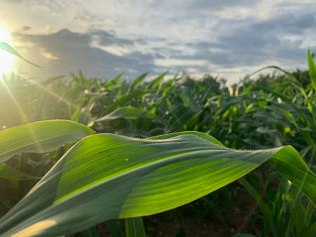 close up of corn leaves in field with blue cloud skyの写真素材