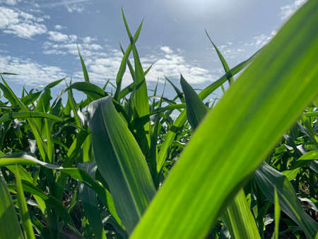 close up of corn leaves in field with blue cloud skyの写真素材