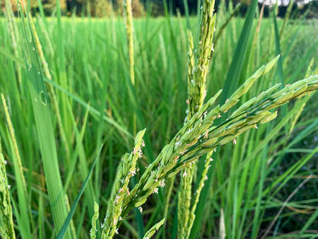 Green rice fields growing backgroundの写真素材