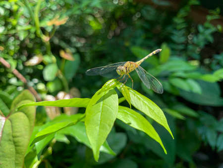 close up of Dragonfly perching on the leaves backgroundの写真素材