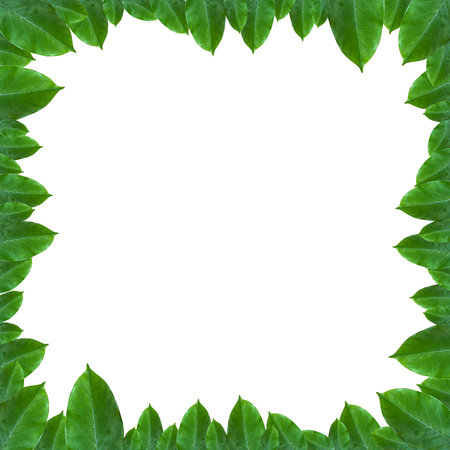 green leaf frame layout for decorationの写真素材