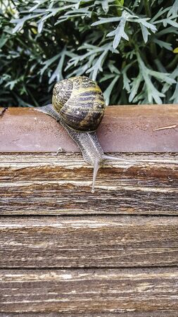 snail on woodの写真素材