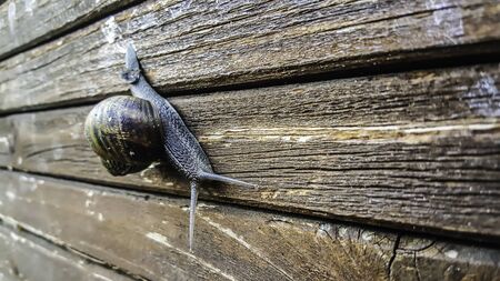 snail on wood backgroundの写真素材