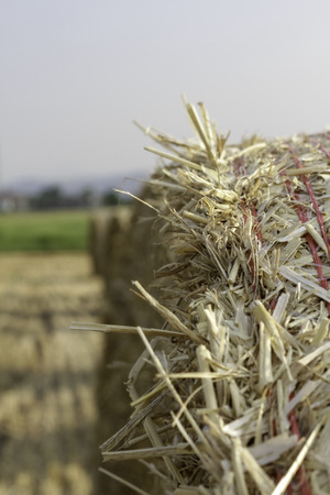 bale in fieldの写真素材