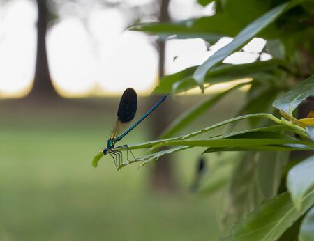beautiful blue dragonfly on pine branch in the woodの写真素材