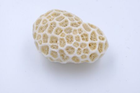 clear white coral piece isolated dry decorative