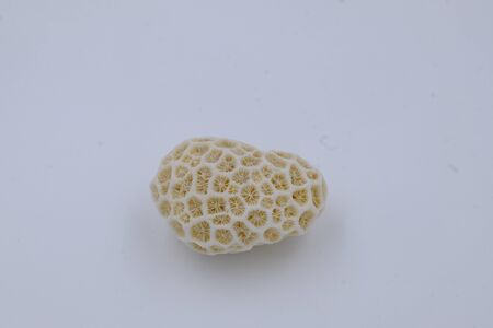 clear white coral piece isolated dry decorative