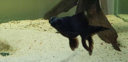 big eye goldfish in aquarium black colorの写真素材