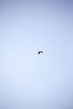 white-headed sea eagle flying in blue skyの写真素材