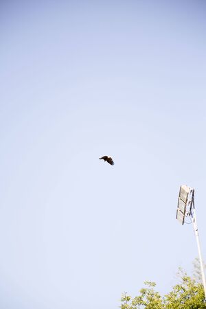 white-headed sea eagle flying in blue sky