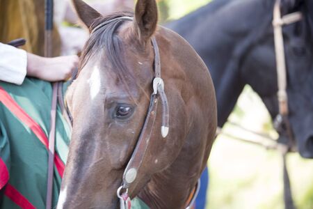 horse head portrait with bridle and ornaments