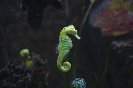 beautiful seahorse in swimming aquarium yellow and blackの写真素材