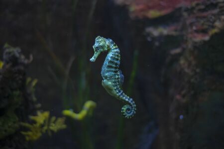 beautiful seahorse in swimming aquarium yellow and blackの写真素材
