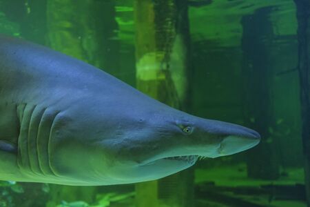 bull shark in marine aquarium panorama fins eyes teethの写真素材