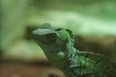 Basiliscus plumifrons lizard on trunk in domestic terrariumの写真素材