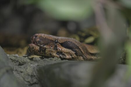 reticulated python head closeup on trunk Malayopython reticulatus