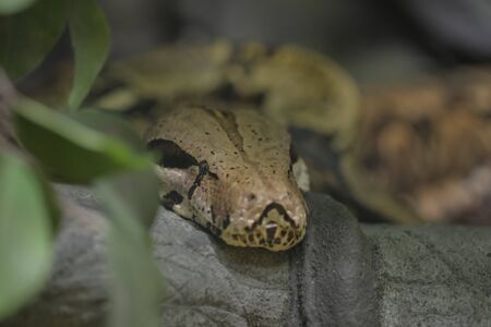reticulated python head closeup on trunk Malayopython reticulatus