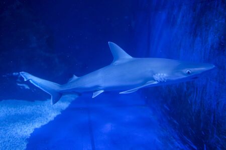 A shark swimming in blue water. High quality photoの写真素材