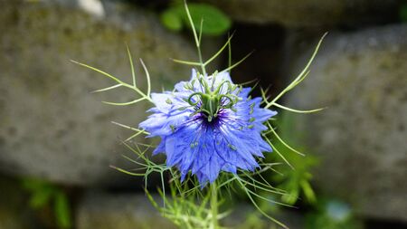beautiful colored nigella sativa in gardenの写真素材