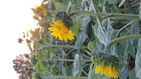 beautiful field of sunflowers in the sun with open and beautiful field of sunflowers in the sun with...
