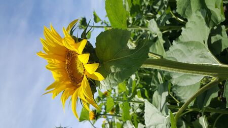 beautiful field of sunflowers in the sun with open and beautiful field of sunflowers in the sun with...