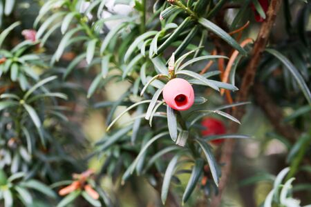 taxus baccata taxus baccata berries on plantの写真素材