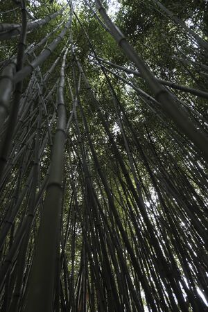 luxuriant bamboo reed bed with spring leaves. High quality photoの写真素材