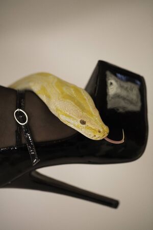 beautiful specimen of white and yellow albino moluro python with sexy patent leather black high heel...