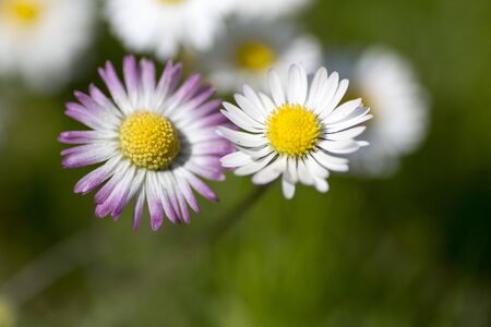 large green lawn with daisies in sunny day. High quality photoの写真素材