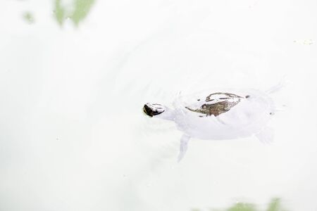 Trachemys scripta elegans freshwater turtle swims in pond with friends. High quality photoの写真素材