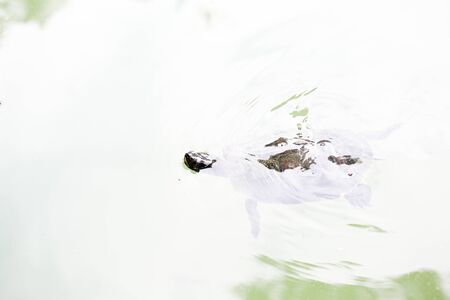 Trachemys scripta elegans freshwater turtle swims in pond with friends. High quality photoの写真素材