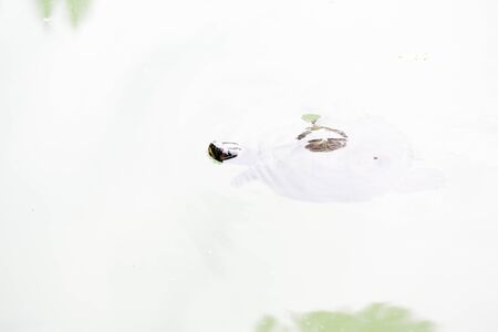 Trachemys scripta elegans freshwater turtle swims in pond with friends. High quality photoの写真素材