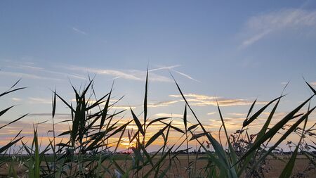 spikelets of wheat in the field at sunset with the setting sun in the background
