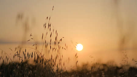 beautiful sunset between tall grass and wheat fields with setting sun. High quality photoの写真素材