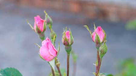 freshly blossomed rose flower buds of pink color. High quality photoの写真素材