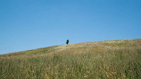 Emilian hills with green vegetation in Emilian hills with green vegetation in Ventoso of Scandiano Reggio Emilia, ItalyVentoso of Scandiano Reggio Emilia, Italy. High quality photoの写真素材