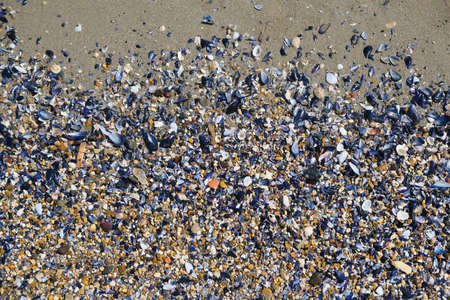 sea ââbeach summer background with sand pebbles and shells. High quality photoの写真素材