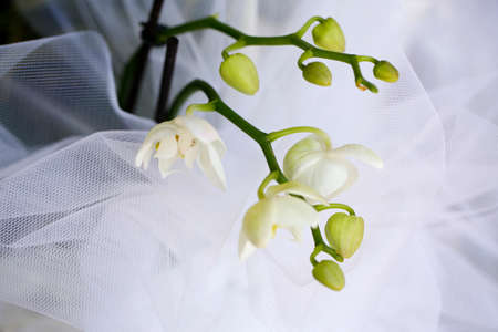 white orchid flowers with buds for wedding ceremony arrangements. High quality photo