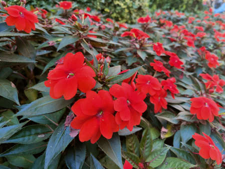 bush of red flowers in public garden. High quality photo