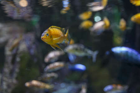 African cichlids fish in aquarium while eating dry foodの写真素材