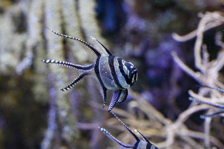 pterapogon kauderni cardinal Banggai in aquarium corals. High quality photo