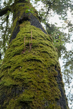 Detail of a green moss covered tree trunk. High quality photoの写真素材