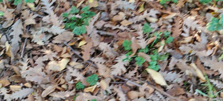 carpet of dry oak leaves in sunny day. High quality photo