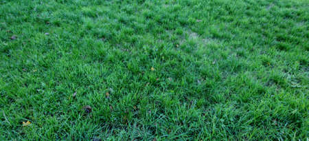 Close-up of a green grass lawn. High quality photoの写真素材
