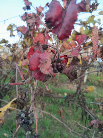 bunch of red grapes left to rot on a vine slice. High quality photo